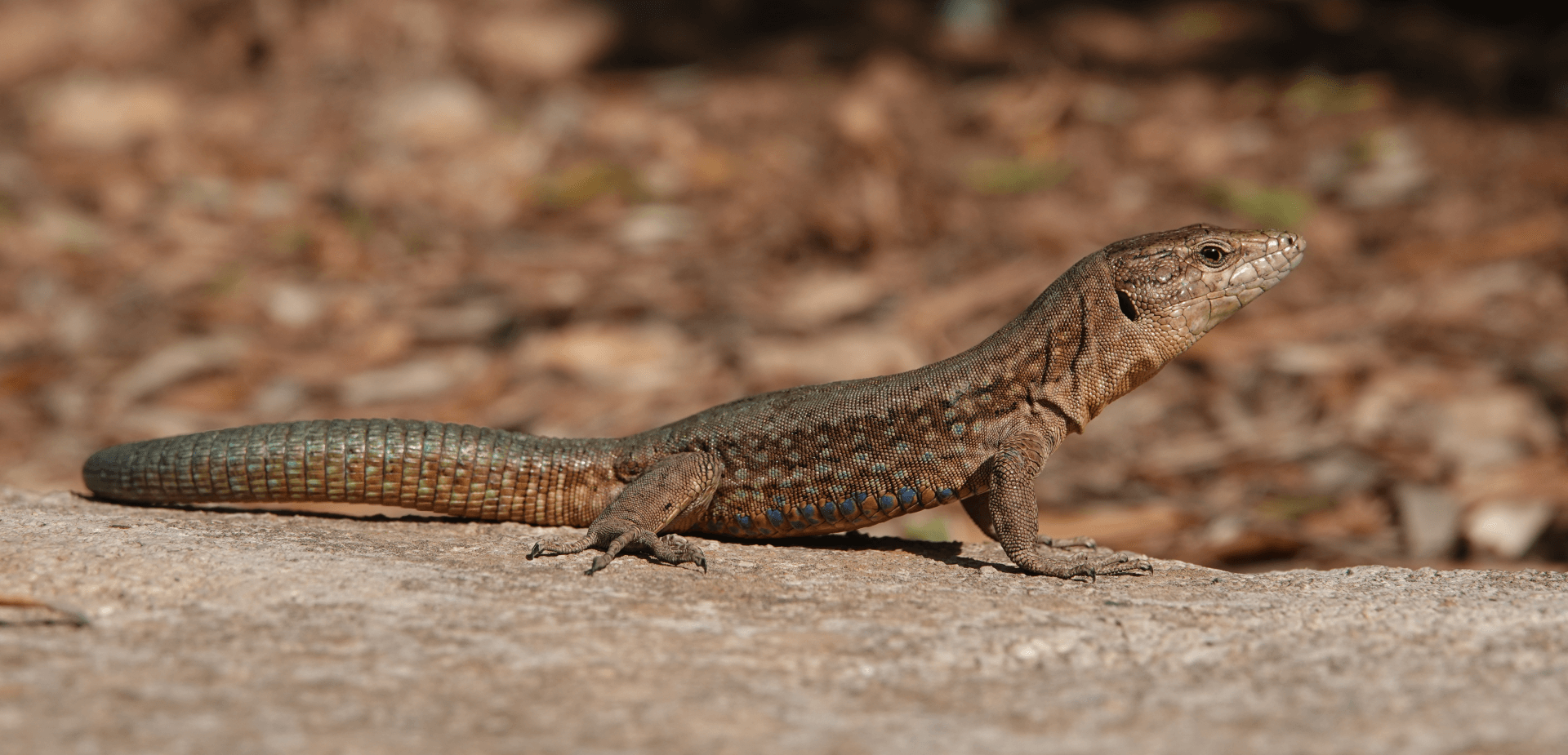 Photo by Frank Pasmans