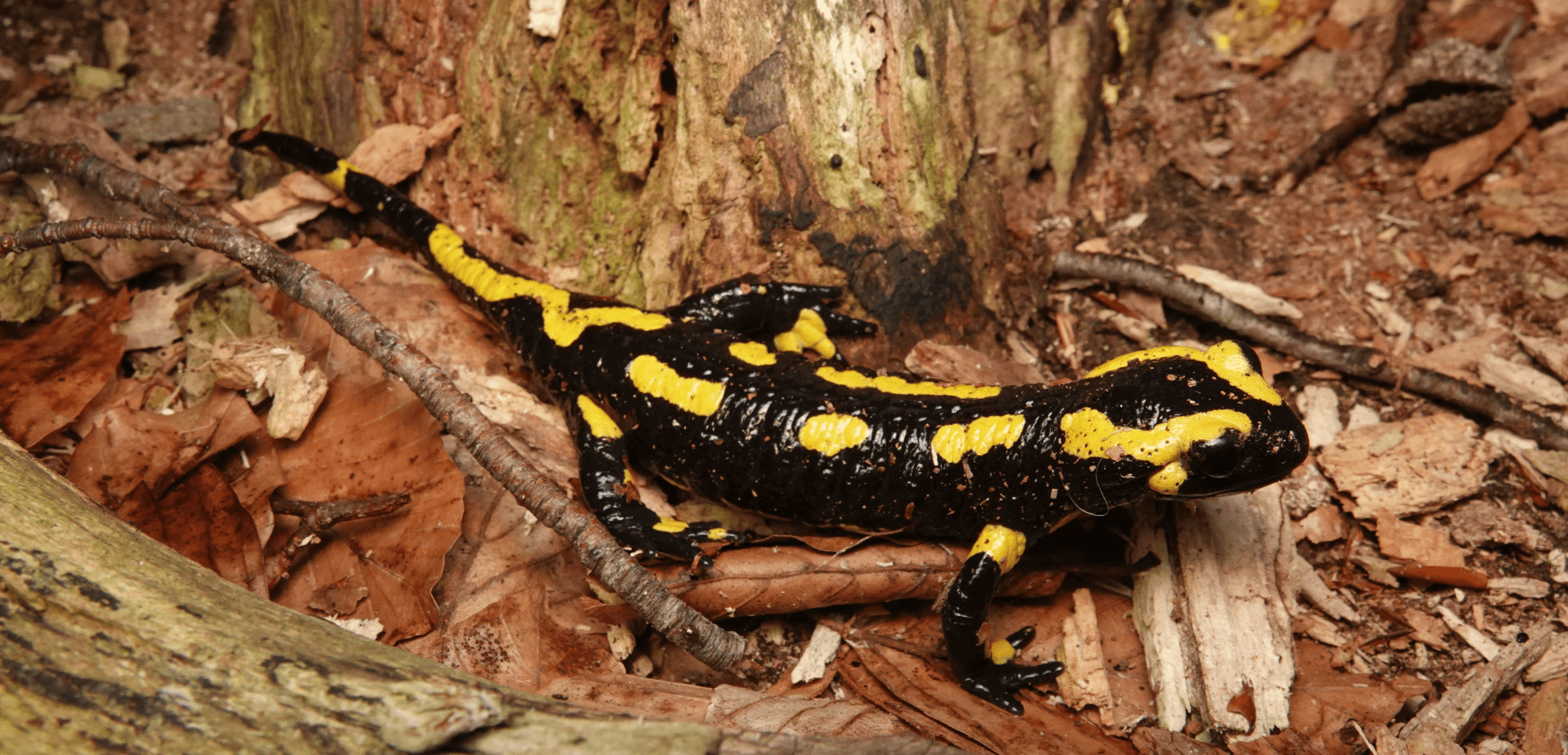 Photo by Frank Pasmans