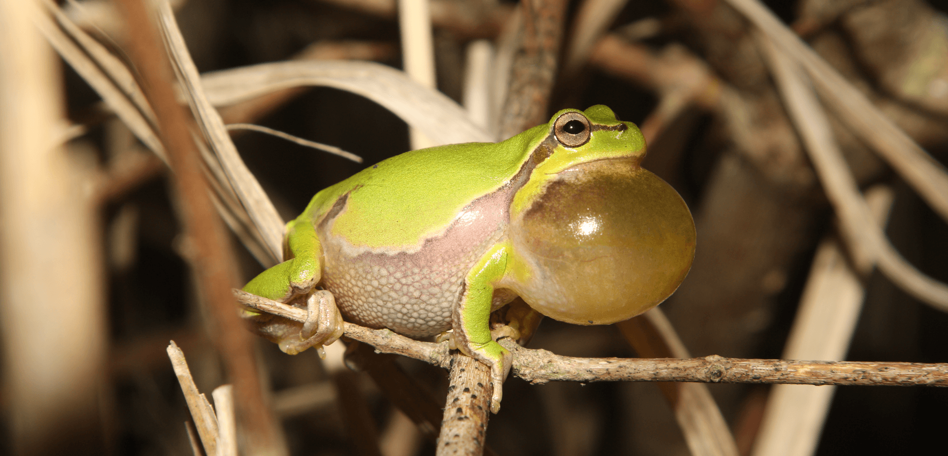 Photo by Frank Pasmans